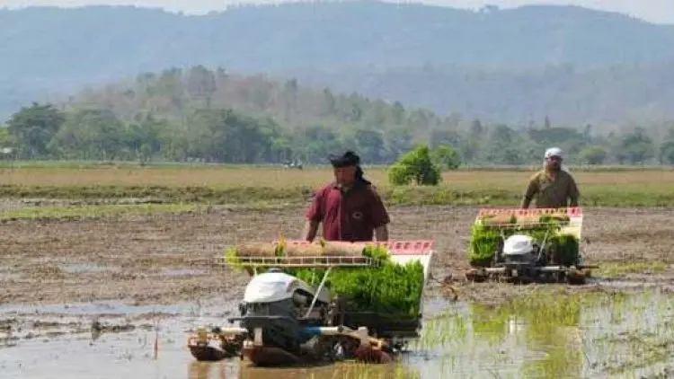 Rice Transplanter Efektif Tingkatkan Produksi Padi