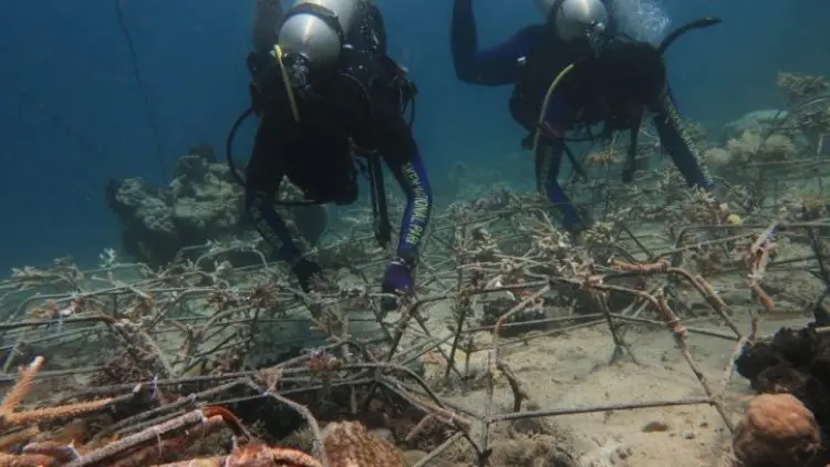 900 Fragmen Karang Ditanam Pulihkan Ekosistem Pulau Bunaken