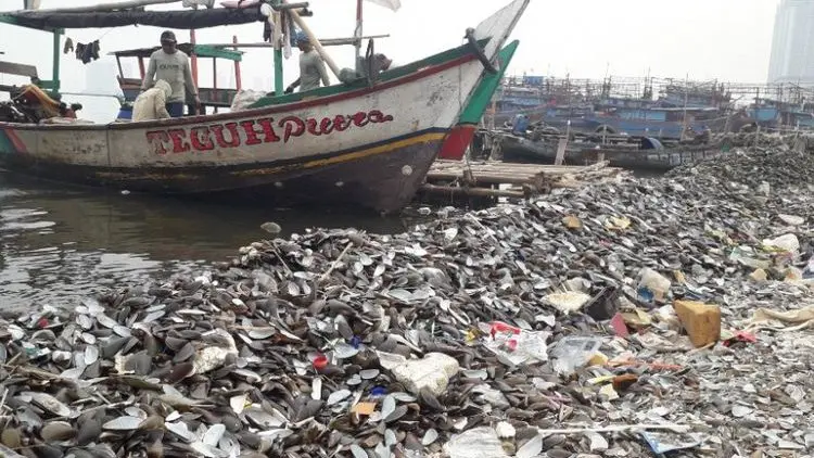 Jernihkan Teluk Jakarta 3 Ton Kulit Kerang Hijau Ditebar di Ancol
