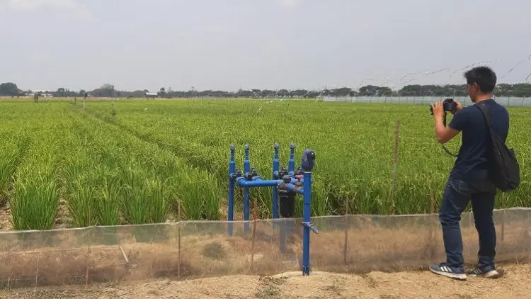 Kementan Sebut Banyak Air untuk Pertanian Terbuang Begitu Saja
