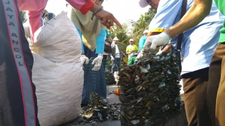 Kerang Hijau 'Senjata' Alami Jernihkan Teluk Jakarta