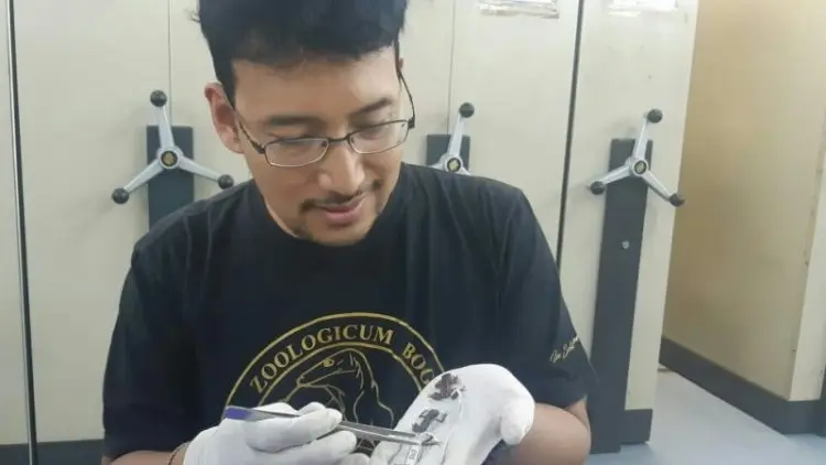 LIPI Indentifikasi Spesies Baru Katak, Kodok, Cicak, dan Burung