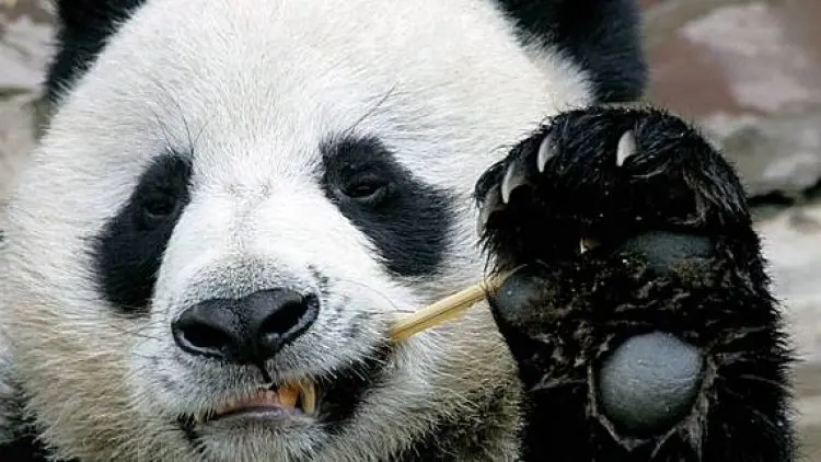 Kebun Binatang Thailand Pecahkan Kasus Kematian Panda Pinjaman China