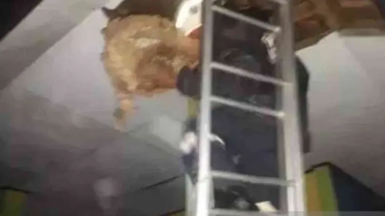 Sengat Tiga Warga dalam Sepekan, Tawon Ndas Bikin Heboh Bekasi
