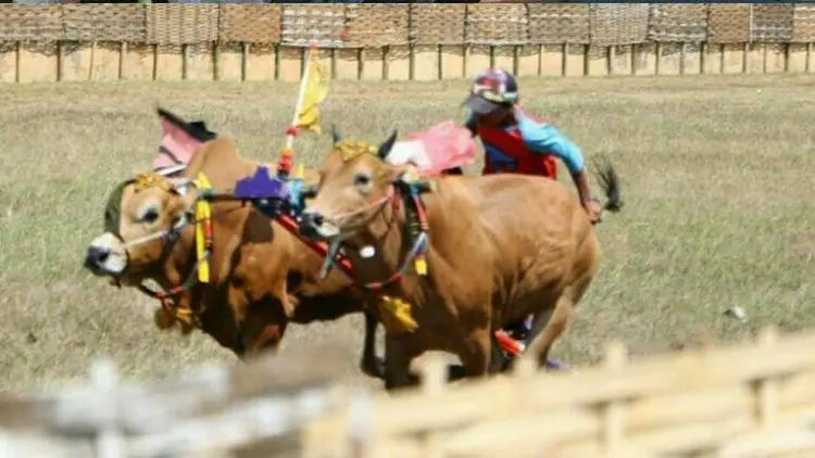 Sapi Madura, Antara Nilai Ekonomi dan Identitas Sosial