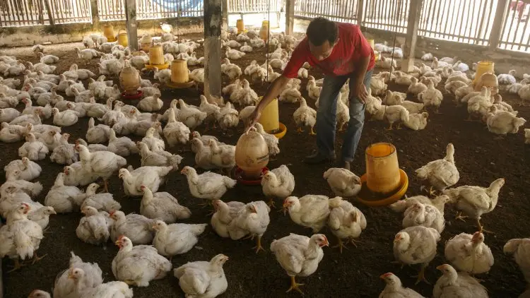 Harga Daging Ayam Hingga Rokok Picu Inflasi
