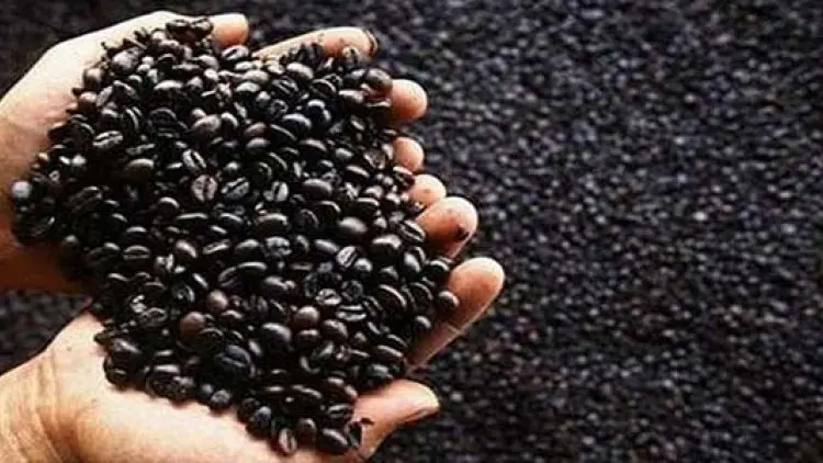 Kopi Gayo Ditolak Eropa karena Glyphosate Tinggi
