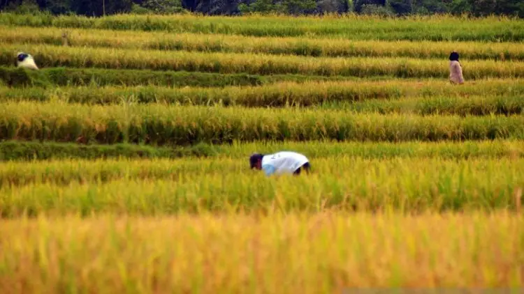 Harga Gabah di Karawang Stabil pada Musim Kemarau