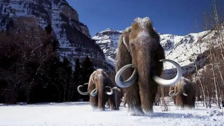 Mammoth Terakhir Mati di Pulau Tengah Samudera