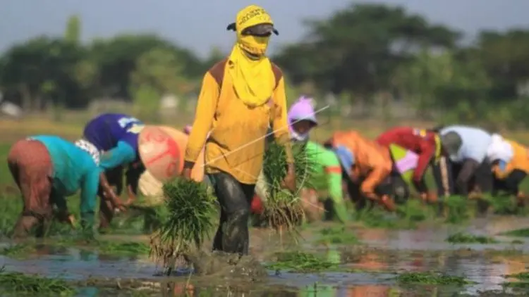 Duta Petani Muda Bangun Kesadaran untuk Jadi Petani