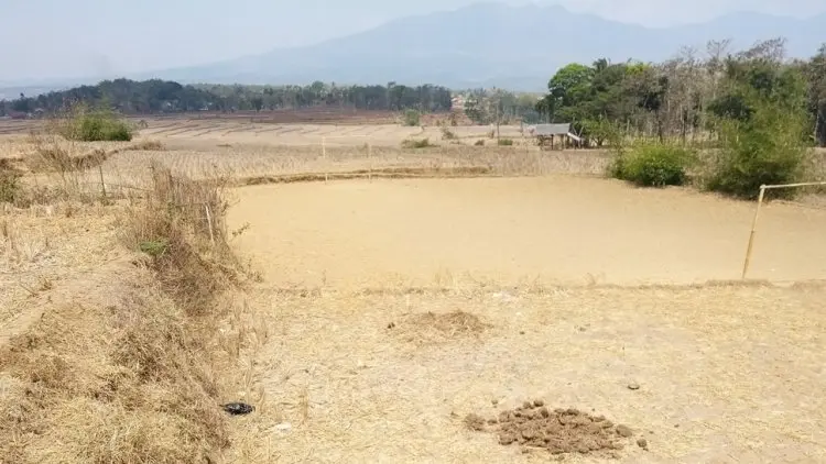 Masuk Penghujan, Petani Diimbau Waspadai Serangan OPT