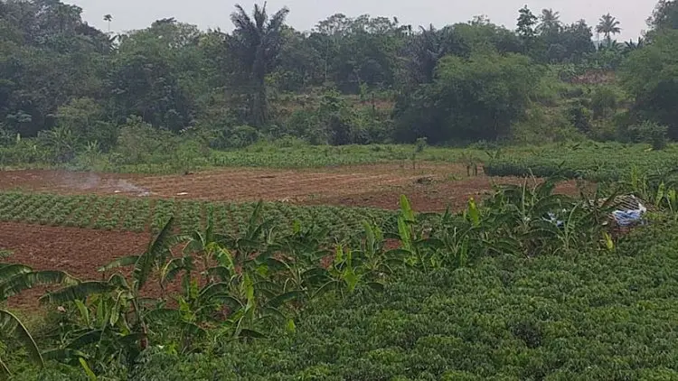 DKP Usul Bangun Sodetan dan Waduk demi Maksimalkan Hasil Panen
