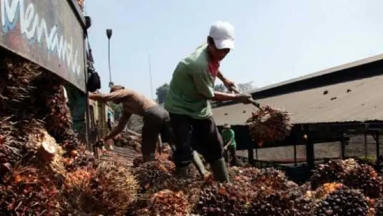 Tahun Depan B30 Jalan, Bisnis Sawit Makin Cerah