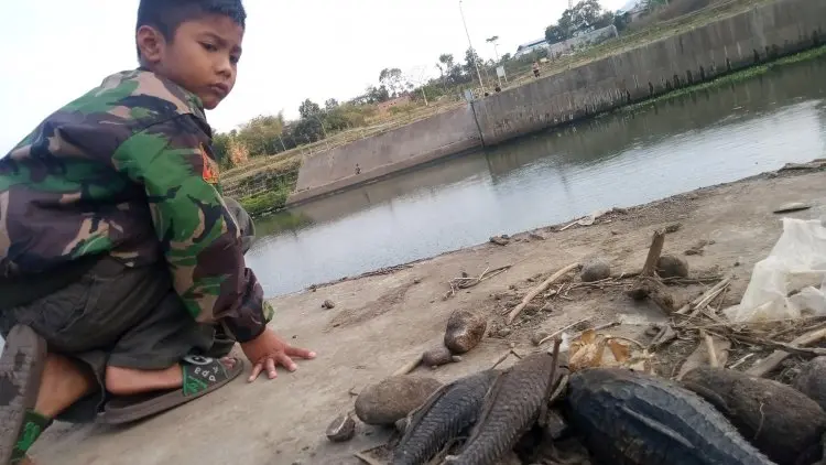 Banyak Warga Tak Tahu Ikan Sapu-sapu Terlarang?