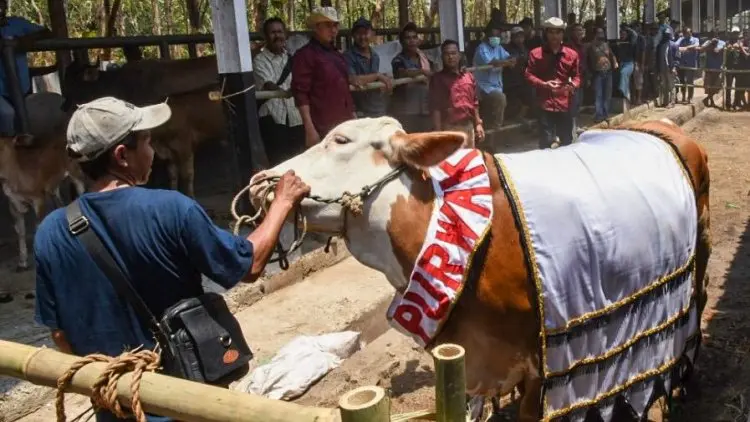 Inseminasi Buatan (IB) Tingkatkan Populasi Sapi di Purwakarta