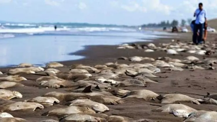 Makna Air Laut itu Suci dan Bangkainya Halal