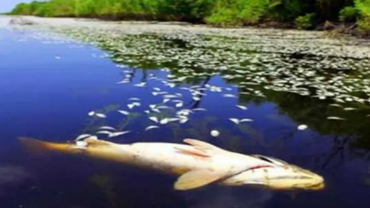 Bolehkah Makan Ikan Mati Terapung atau Terdampar?