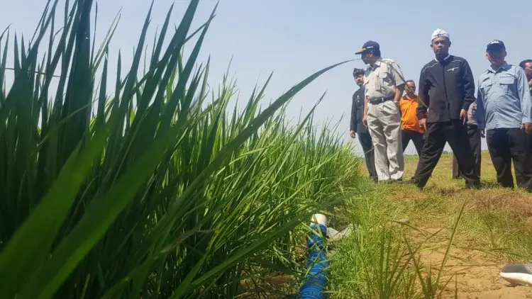 Sejak 2018 Pemkab Purwakarta Sudah Lakukan Langkah Penyelamatan Lahan Pertanian