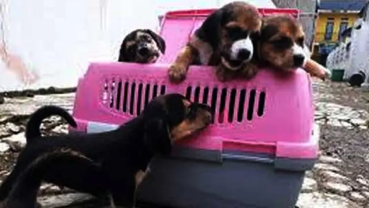Hukum Seorang Muslim Lakukan Jual Beli Anjing