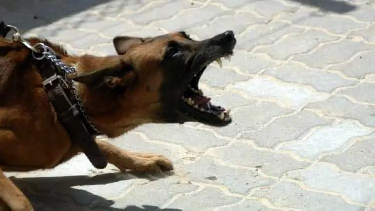 Hadits yang Menunjukkan Keharaman Anjing