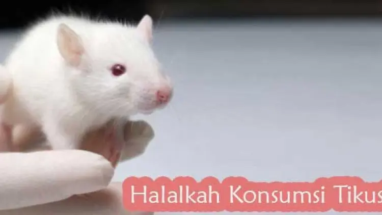 Halalkah Konsumsi Tikus?