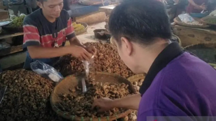 Harga Jahe di Cianjur Melambung hingga Rp50.000 per Kg