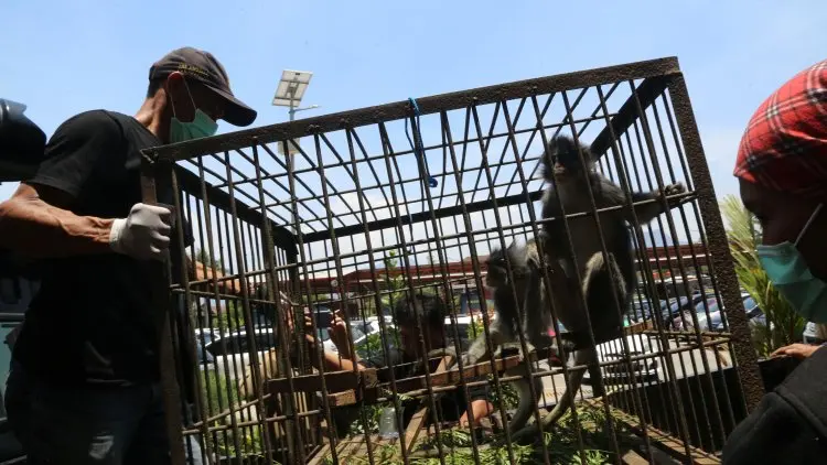 Polda Jabar Tangkap Penjual Hewan Dilindungi