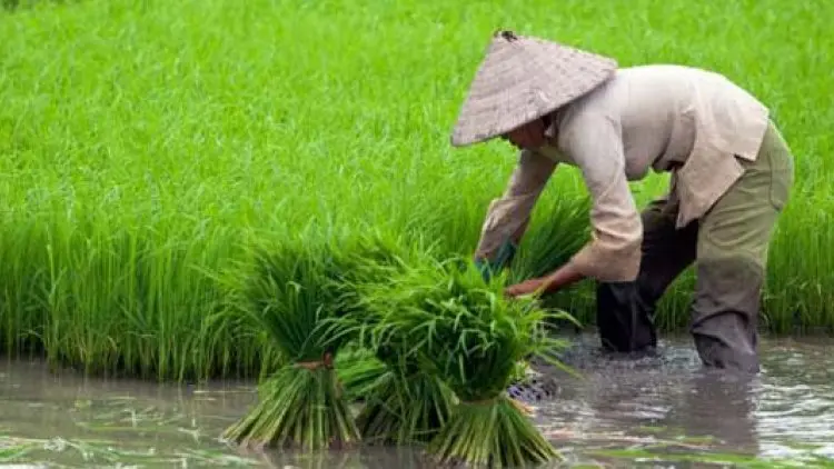 Di Purwakarta, Lahan Pertanian di Empat Kecamatan Terlarang untuk Alih Fungsi