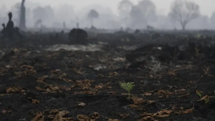 LIPI: Degradasi Hutan Ancam Kelestarian Spesies Endemik