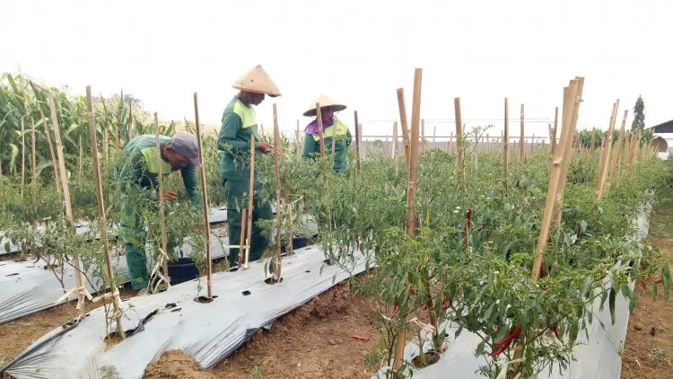 Menuju Kedaulatan Pangan Berbasis Keragaman