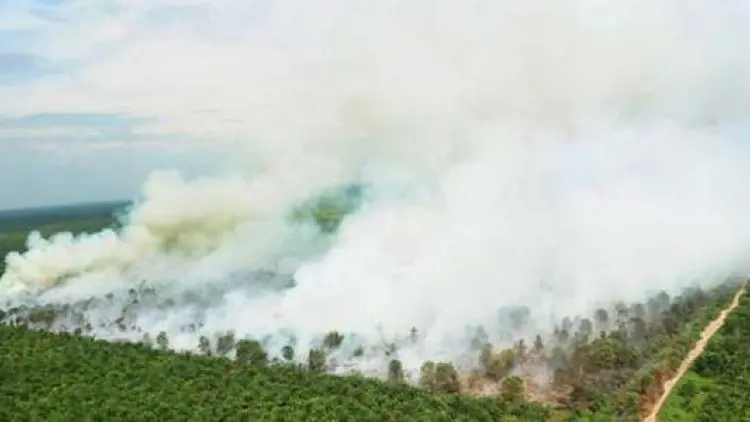 PT WAJ Wajib Bayar Kerugian Kebakaran Hutan