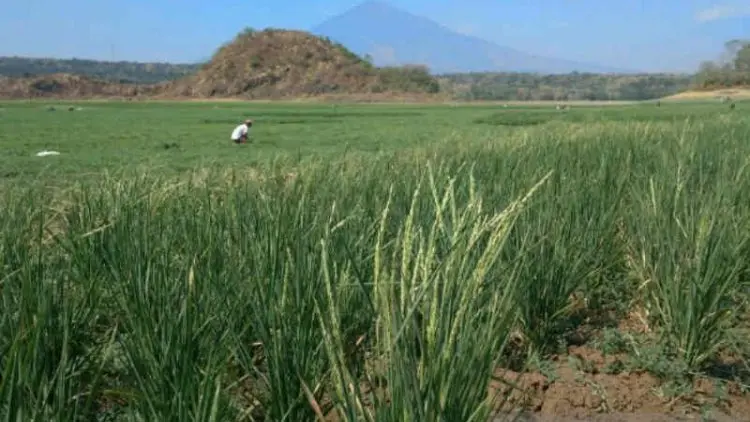 Warga Manfaatkan Waduk Mengering Jadi Lahan Pertanian