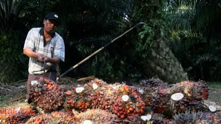 Industri Biodiesel Ingin Maju Begini Saran Jonan