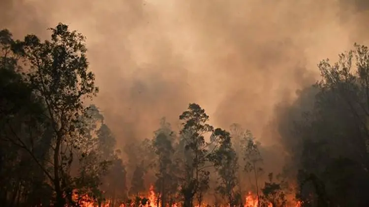 Sydney Terancam Kebakaran Hutan Dahsyat