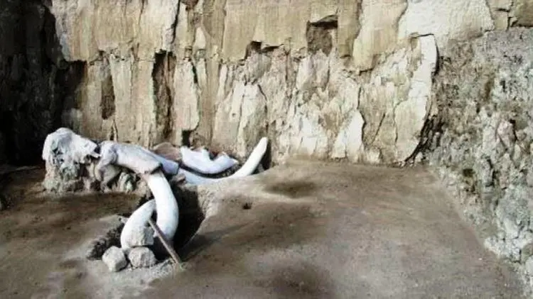 Ilmuwan Temukan Perangkap Mammoth di Meksiko