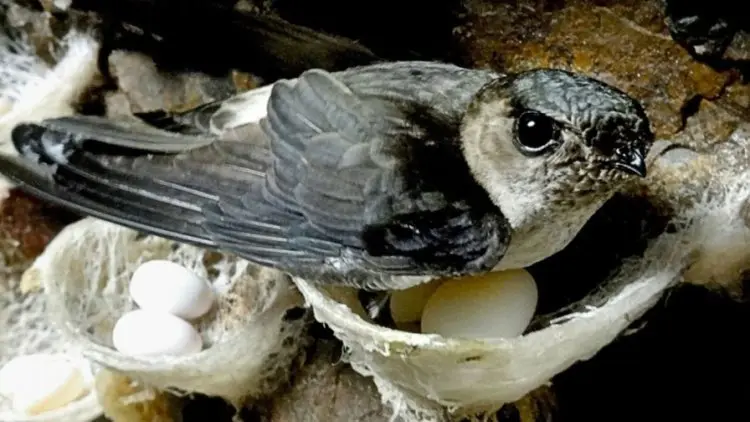 Kenali Manfaat Sarang Burung Walet untuk Kesehatan