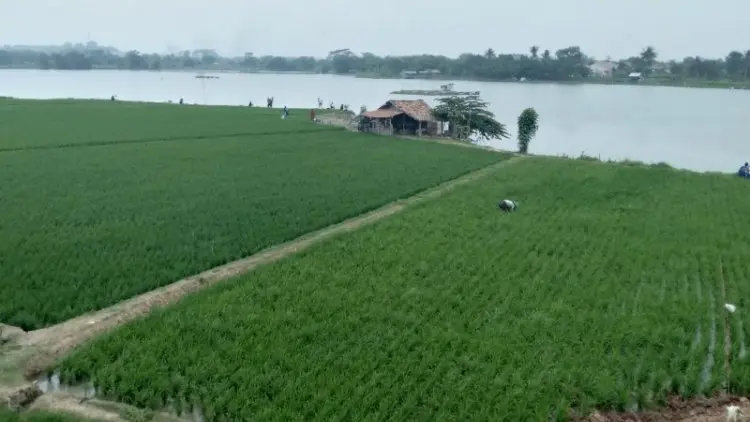 Distan Karawang: Realisasi Tanam Padi Capai 138.533 Hektare