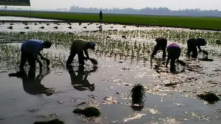 Dinas Pertanian Karawang Waspadai Serangan OPT