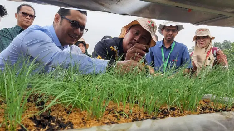 Menguntungkan, Petani Bawang Didorong Terapkan Pola TSS