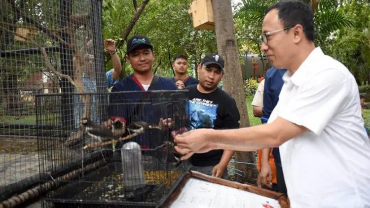 Ancol Lepas Liarkan Burung Jalak Suren
