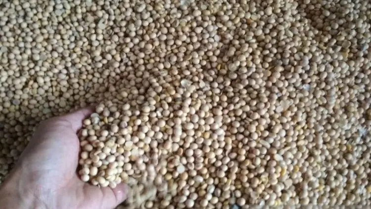 Mekanisme Seleksi Kedelai Impor Harus Diperketat