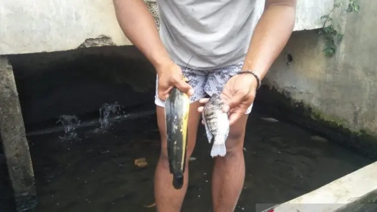 Petani Ikan Cianjur Rugi Jutaan Rupiah karena Penyakit Aneh