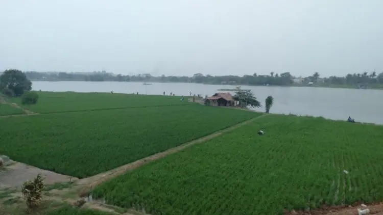 Minim Air, Petani di Karawang Menunda Tanam