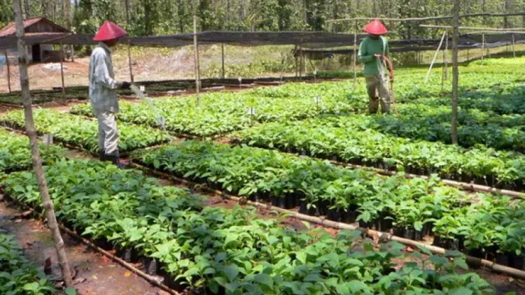 Pemerintah Siapkan Pembangunan 1000 Kebun Bibit Desa