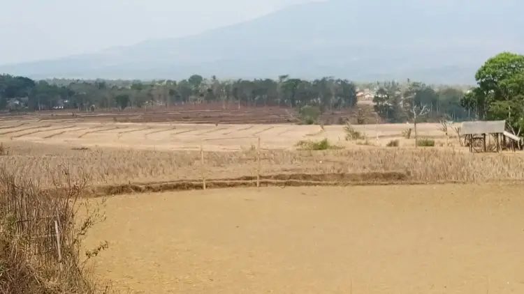 Kekeringan, Petani Garut Merugi Rp94,8 Miliar