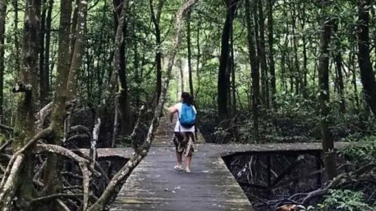 Ekowisata Mangrove Jadi Destinasi Baru di Wakatobi