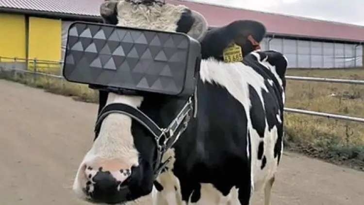Tingkatkan Kualitas Susu, Sapi Pakai Headset VR