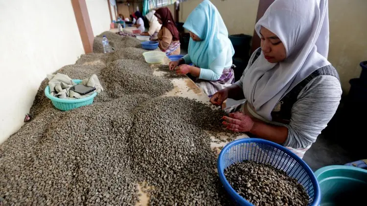 Garut Ekspor Kopi ke China dan Taiwan
