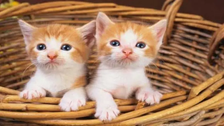 Membuang Anak Kucing, Berdosakah?