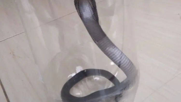 4 Hari, Warga Perumahan di Bojonggede Tangkap 29 Anak Ular Cobra